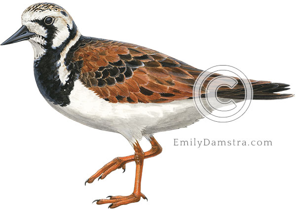 Ruddy turnstone breeding plumage illustration Arenaria interpres