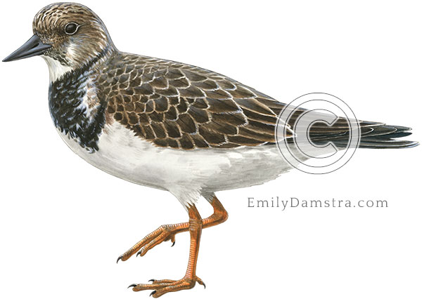 Arenaria interpres Ruddy turnstone non-breeding plumage illustration