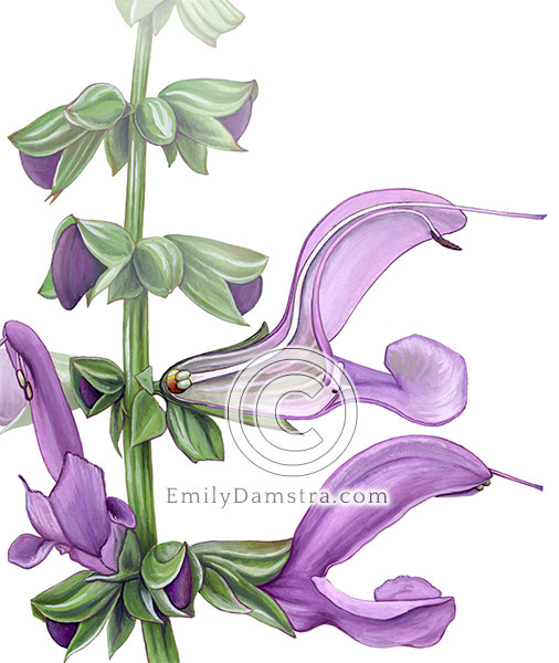 flower anatomy illustration Salvia nemorosa