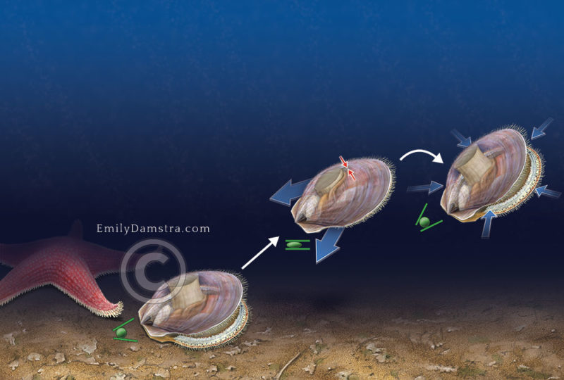 Scallop swimming illustration