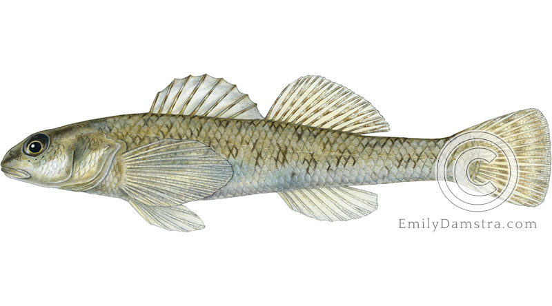 johnny darter Etheostoma nigrum eulepis illustration