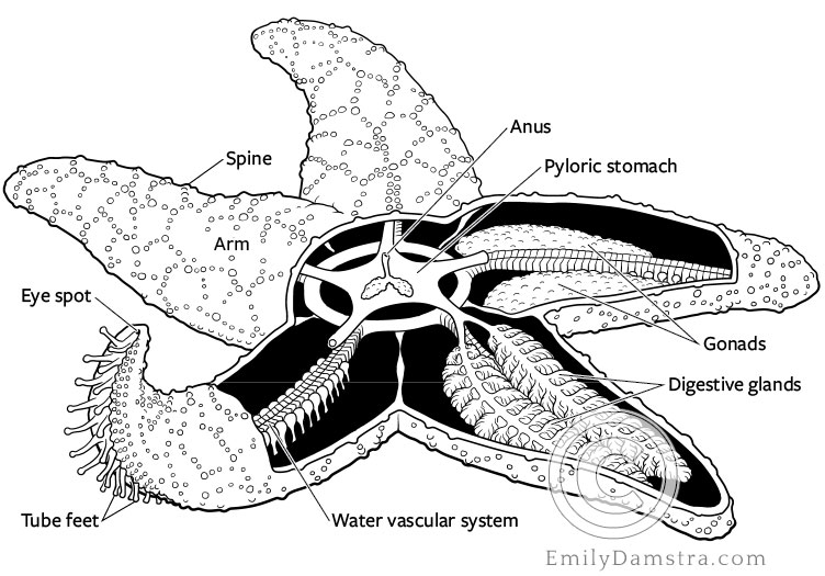 Illustration of the anatomy of a sea star