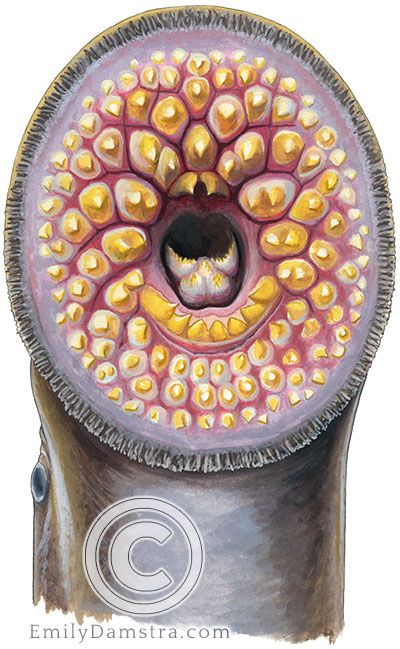 sea lamprey mouth illustration