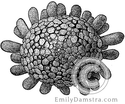 Sea urchin illustration