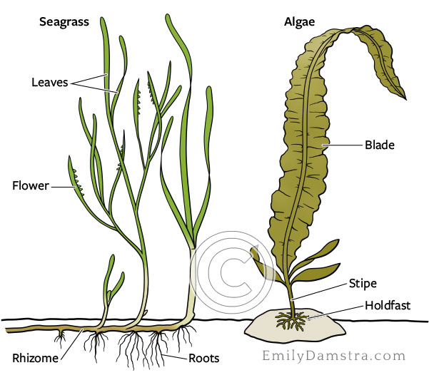 Sea grass and seaweed comparison illustration