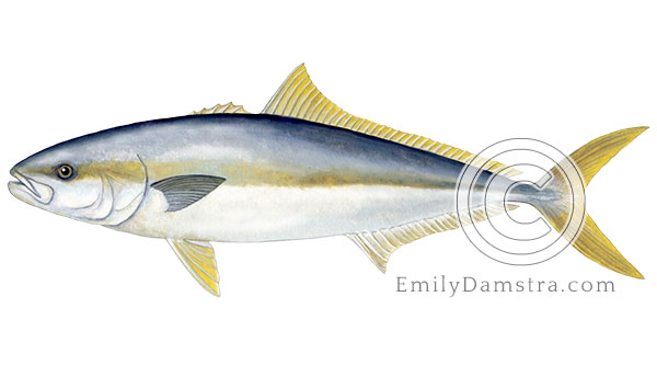 Yellowtail amberjack illustration Seriola lalandi