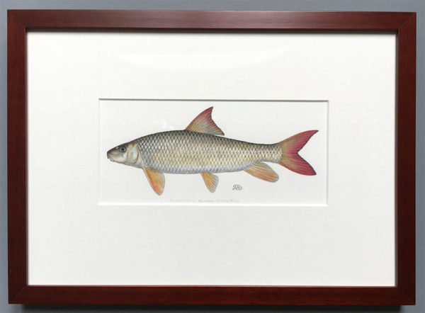 Shorthead redhorse original artwork - Image 2