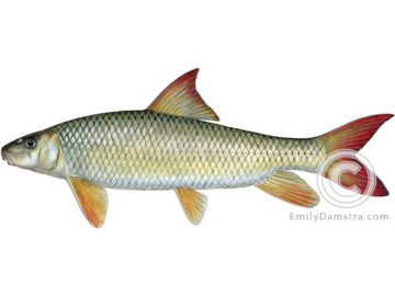 Illustration of the fish species Moxostoma macrolepidotum