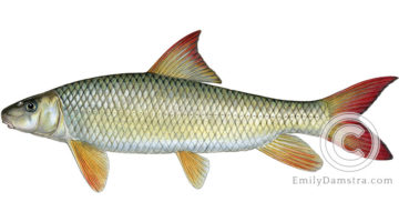 shorthead redhorse Moxostoma macrolepidotum illustration