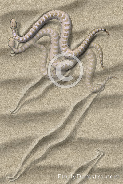 American Sidewinder Crotalus cerastes illustration