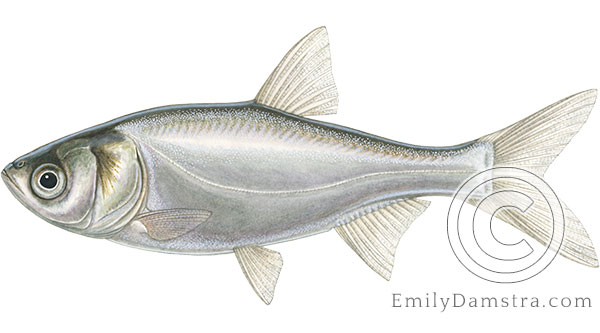 silver carp Hypophthalmichthys molitrix ilustration