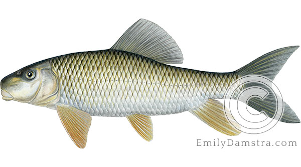 Silver redhorse Moxostoma anisurum illustration