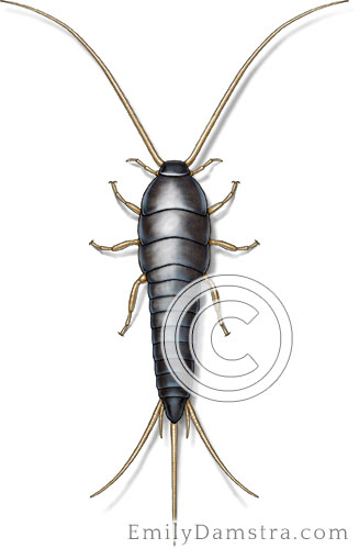 Silverfish illustration Lepisma saccharina