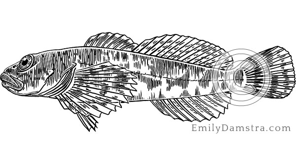 Slimy sculpin illustration Cottus cognatus