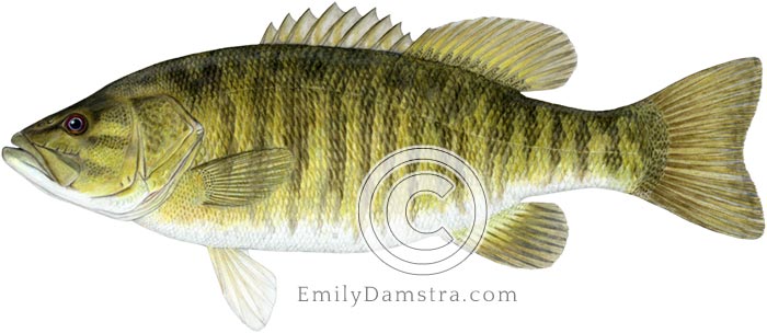 smallmouth bass illustration micropterus dolomieu