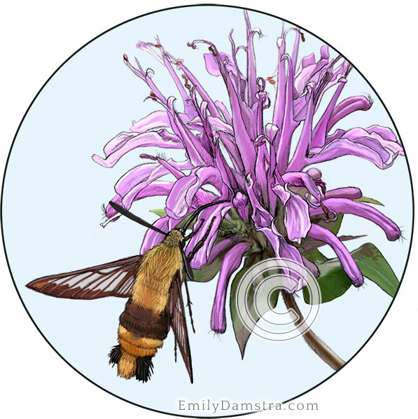 snowberry clearwing moth wild bergamot