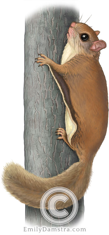 Southern flying squirrel illustration Glaucomys volans