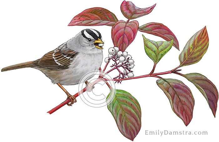 White-crowned sparrow Zonotrichia leucophrys Cornus stolonifera