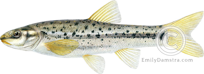 Speckled dace illustration Rhinichthys osculus