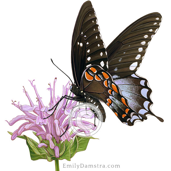 Spicebush swallowtail on Wild bergamot Papilio troilus Monarda fistulosa