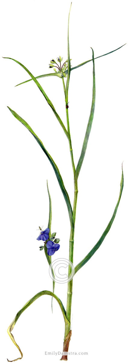 Ohio spiderwort illustration Tradescantia ohiensis