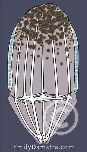 hexactinellid sponge larva illustration