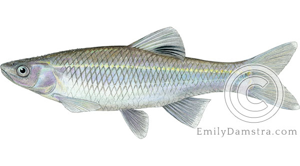 Spotfin shiner Cyprinella spilopterus illustration