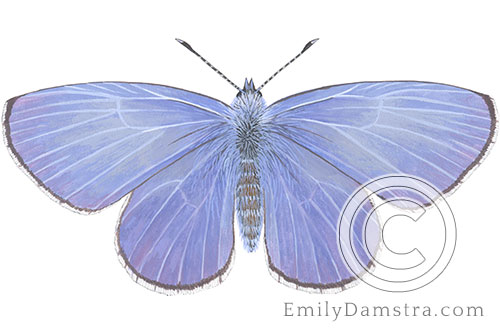 Spring azure butterfly illustration Celastrina ladon