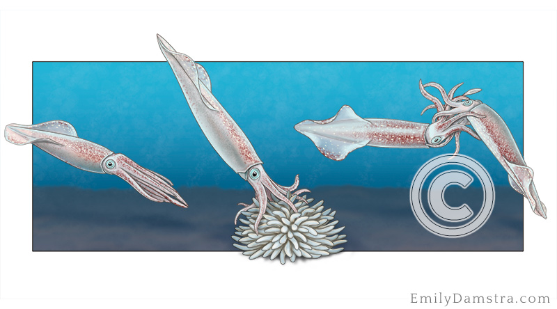 Longfin squid aggression illustration
