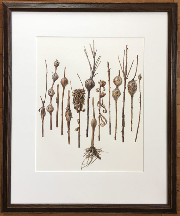 Photo of framed painting stem galls on goldenrod