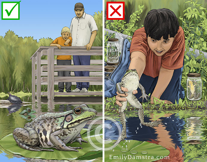 Please respect wildlife stewardship illustration