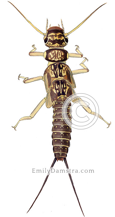 Stonefly larva illustration