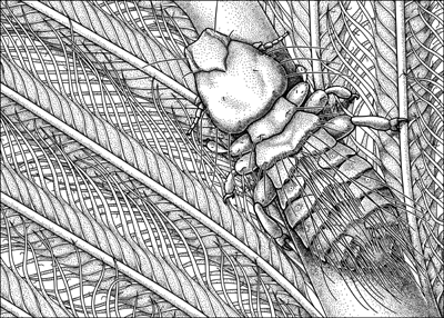 black and white Strigiphilus garylarsoni﻿ illustration © Emily S. Damstra