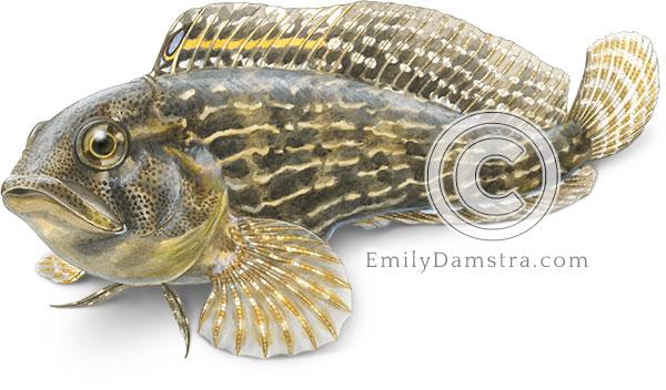 Striped blenny illustration Chasmodes bosquianus