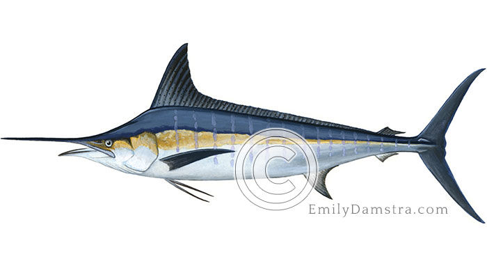 Striped marlin illustration Tetrapturus audax