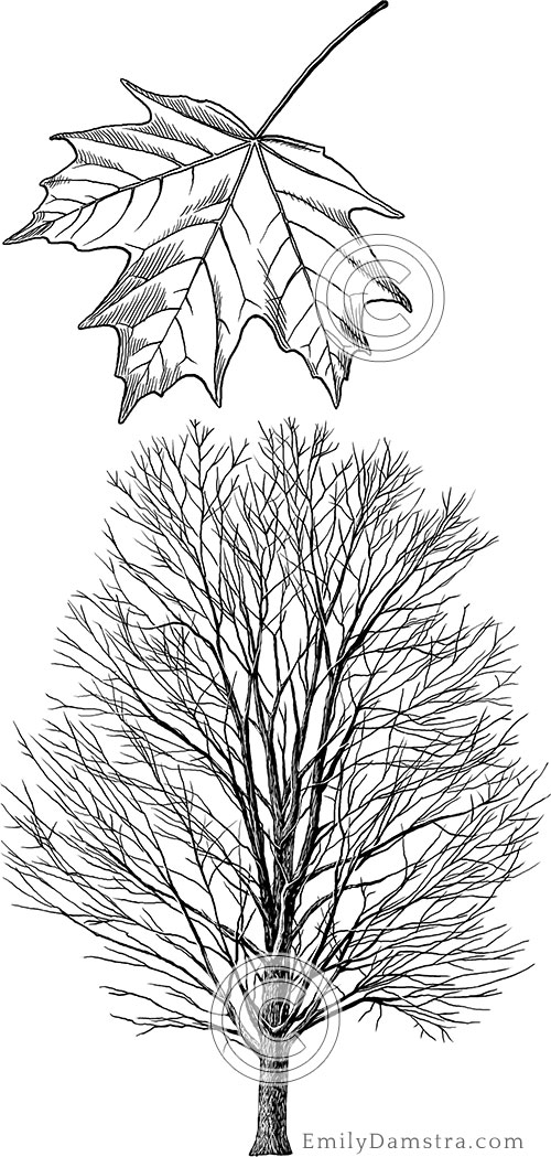 Sugar maple illustration Acer saccharum