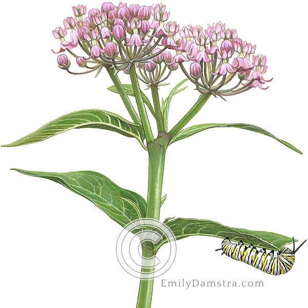 swamp milkweed with monarch caterpillar Asclepias incarnata Danaus pexippus