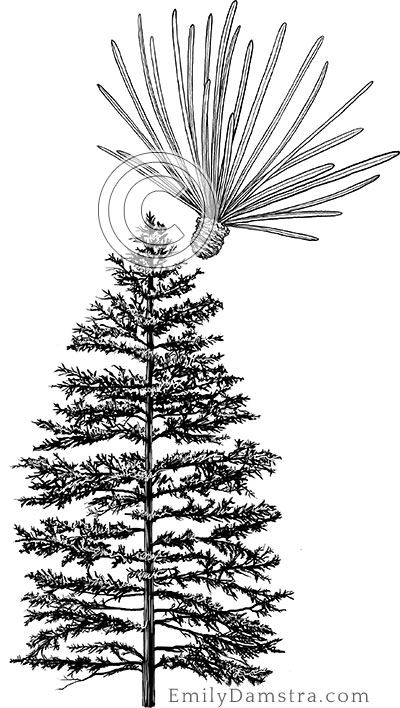Tamarack (American larch) illustration