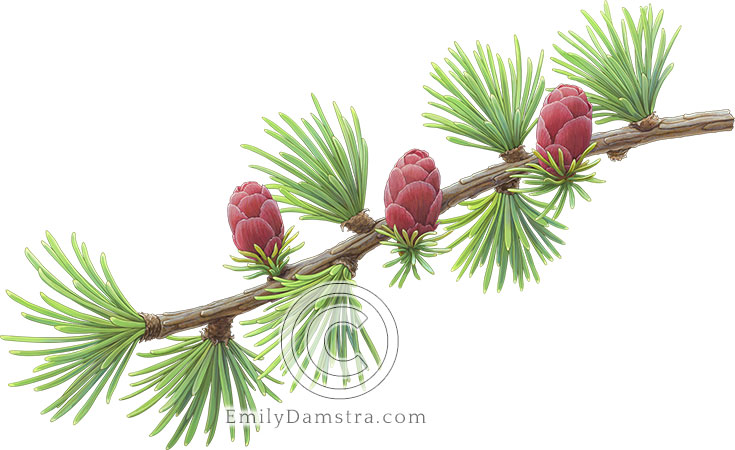 Illustration of a Tamarack twig with cones