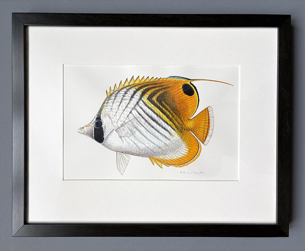 Threadfin butterflyfish original artwork 3 Threadfin butterflyfish original artwork - Image 3