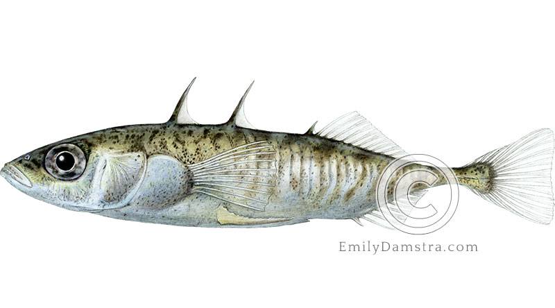 Three-spined stickleback illustration Gasterosteus aculeatus