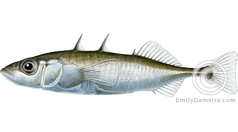 Threespine stickleback Gasterosteus aculeatus illustration