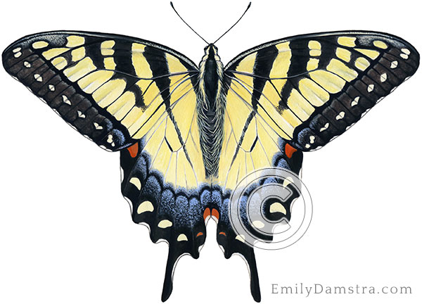 Tiger swallowtail illustration Papilio glaucas female