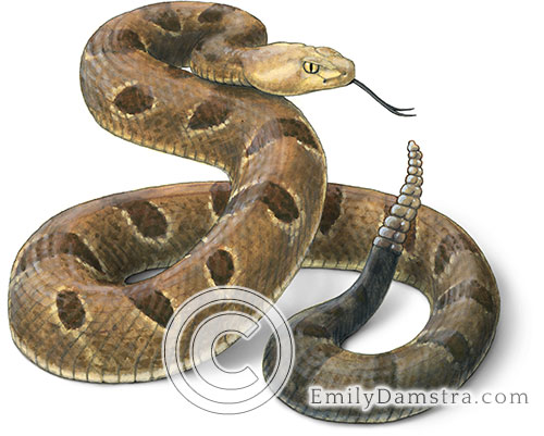 Timber rattlesnake illustration Crotalus horridus