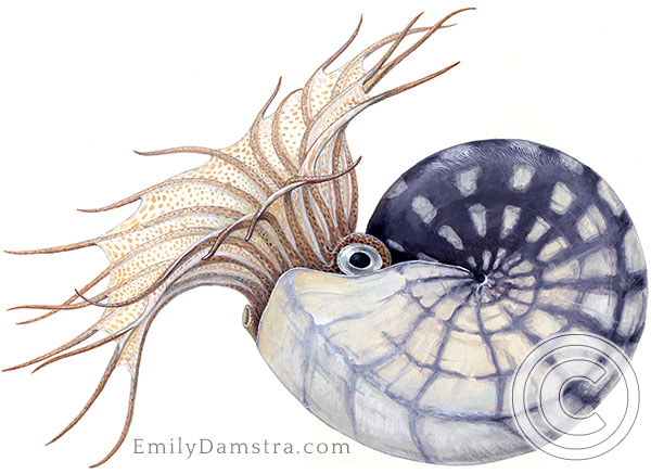 Devonian ammonoid illustration
