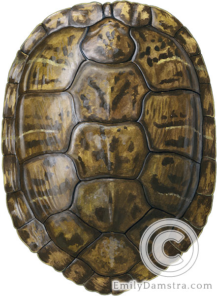 Red-eared Slider carapace Trachemys scripta elegans illustration