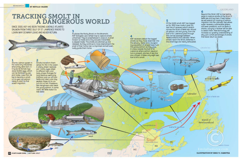 smolt, atlantic salmon, tracking