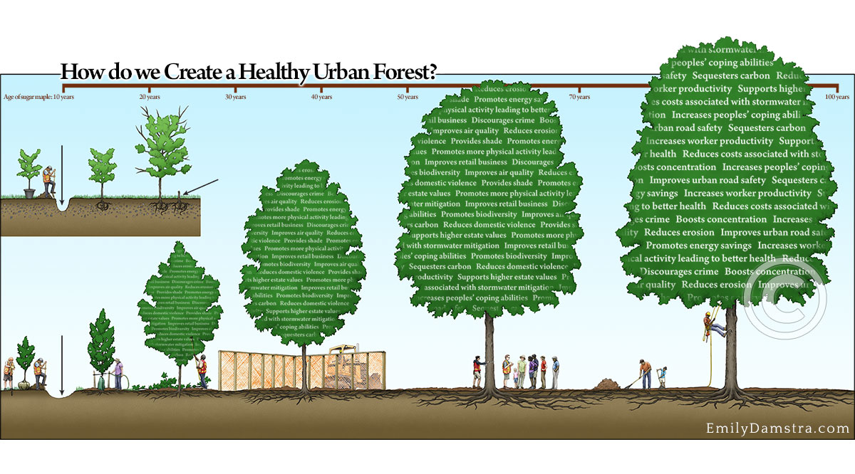 urban forest tree care illustration