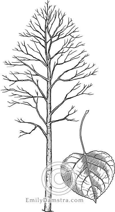 Trembling (or quaking) aspen illustration Populus tremuloides