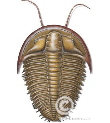 Cambrian trilobite illustration Billingsaspis adamsii